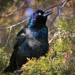 A black bird sits on a branch in sunlight. His glossy feathers are shimmering iridescent colors.