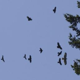 American Crows mobbing a raptor