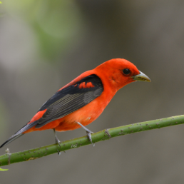 A Scarlet Tanager perches on a thin green branch. 