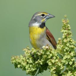 A Dickcissel bird looks to its left, its grey head sporting a yellow streak above its dark eye. Its breast is lemon-yellow and the wing is brown with black edging.