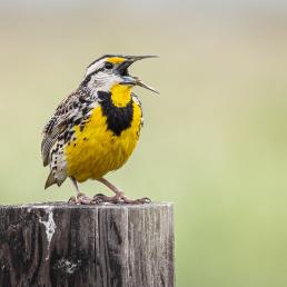 Eastern Meadowlark perched on a fence post, and singing.