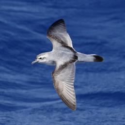 A Fairy Prion flies close above the surface of sunlit blue water