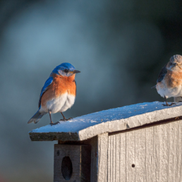 Two Eastern Bluebirds stand on top of a nest box