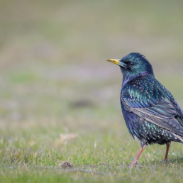 European Starling stands in short grass