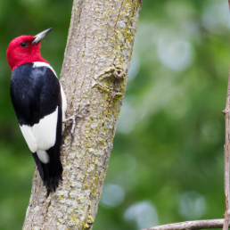 Red-headed woodpecker perches on a tree 