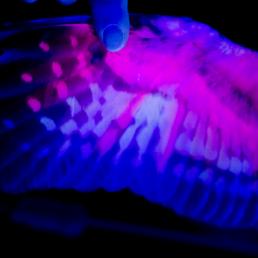 A Northern Saw-whet Owl's wing seen under UV light