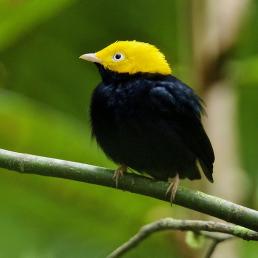 A Golden-headed Manakin on a slender diagonal branch with greenery in the background 