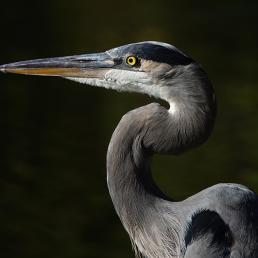 A Great Blue Heron faces to viewers' left, with its curving neck and very long sharp beak in filtered light