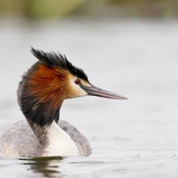 A bird floats on calm water and looks to its left, showing a long narrow beak, a black head with red orange feathers on the sides and a black crest atop its head.