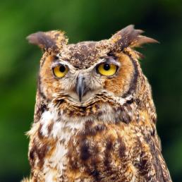 Great Horned Owl