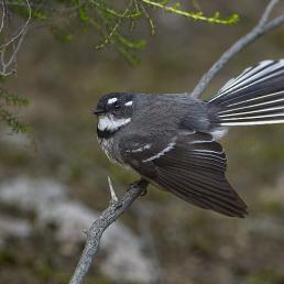 Grey Fantail showing its black, white and grey plumage and spread out tail