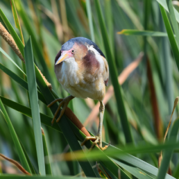 Least Bittern perches in blades of green grass