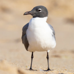 A Laughing Gull on a beach stands with head turned to the side