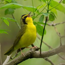 Kentucky Warbler singing