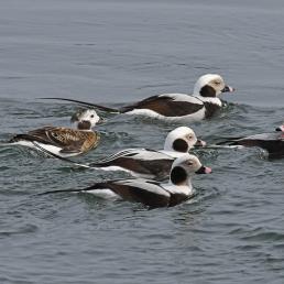 Five Long-tailed Ducks swimming in a group, the lead duck looking back toward the others. 