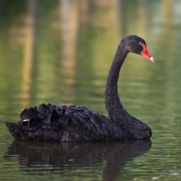 Black Swan in water