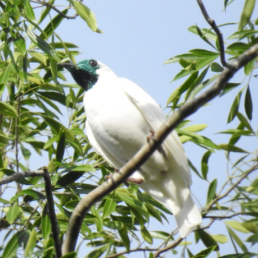 Bare-throated Bellbird stands perched on branch; green foliage in the background