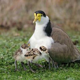 A Masked Lapwing parent shelters its small chicks against/beneath its chest