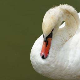 Mute Swan resting head on its neck