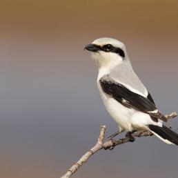 A Northern Shrike, showing black horizontal stripe "mask" across its eye, while perched on a twig