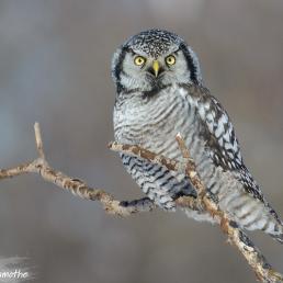 Northern Hawk Owl