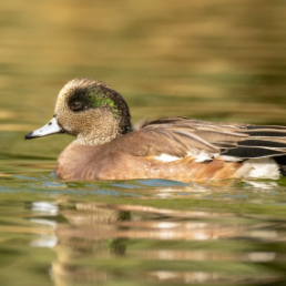 American Wigeon glides across water