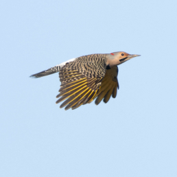 Northern Flicker in flight with a light blue sky in the background