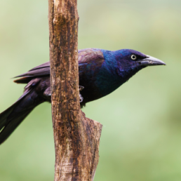 Common Grackle faces right, perched on branch