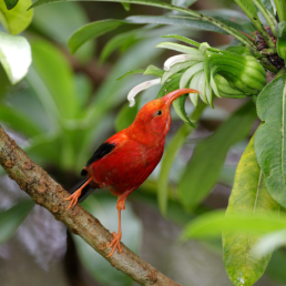 An ‘i‘iw perches on a branch