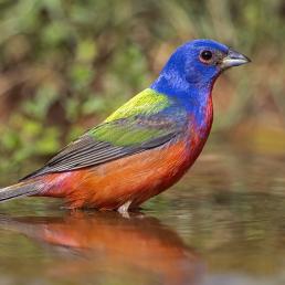 A vivid mult-colored Painted Bunting stands in a pool of water