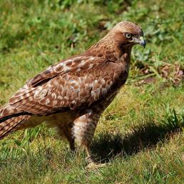 Red-tailed Hawk nicknamed "Patch" by birder Walter Kitundu, who watched and photographed her as she grew. 