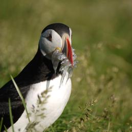 Puffin with fish in its beak