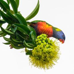 Rainbow Lorikeet foraging on flowers