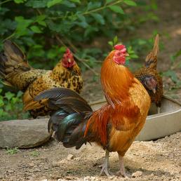 Domesticated rooster and hens