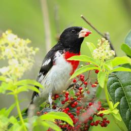 Rose-breasted Grosbeak showing its black head and back, with white breast topped with red patch. The bird is eating small red berries off a fruiting branch.