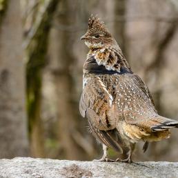 A male Ruffed Grouse standing on a log, with trees in the background