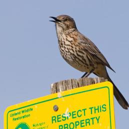 Sage Thrasher singing atop a sign post