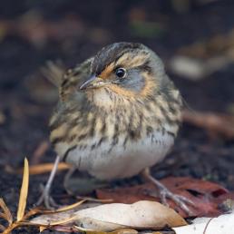 Saltmarsh Sparrow