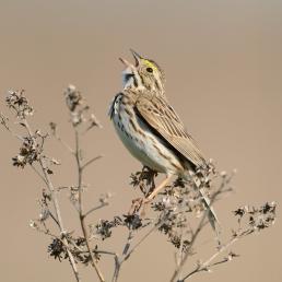 A small light brown and buff-colored bird sings while perched on a delicate branch.