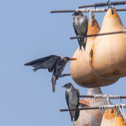 A colony of Purple Martins nesting in hanging gourds.