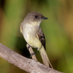 An Eastern Phoebe perched on a thick branch against a green background.