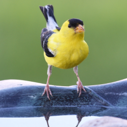 A male American Goldfinch perched on the rim of a clean birdbath against a green background.