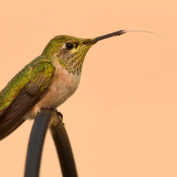 A Calliope hummingbird with its tongue out