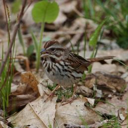 Song Sparrow