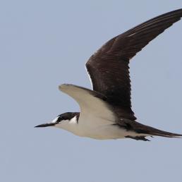 Sooty Tern in flight