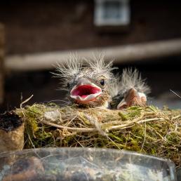 Two sparrow chicks peeping over the edge of a nest built in an outdoor ashtray. A couple pieces of old cigarette pieces are at the edge of the nest.