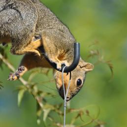 A squirrel balances on a metal hook that holds a birdfeeder