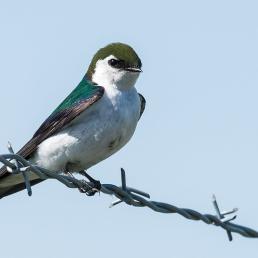 Violet-green Swallow perched on a wire