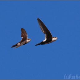 Pair of White-Throated Swifts in flight in a clear blue sky