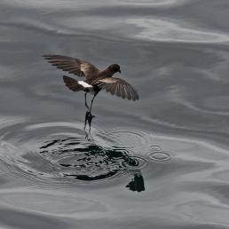 A dark brown bird with wings outstretched as its long slender legs just touch the surface of the water